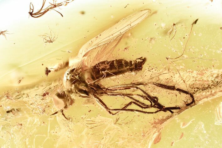 Detailed Fossil Dagger Fly & Flower Stamen In Baltic Amber #328197